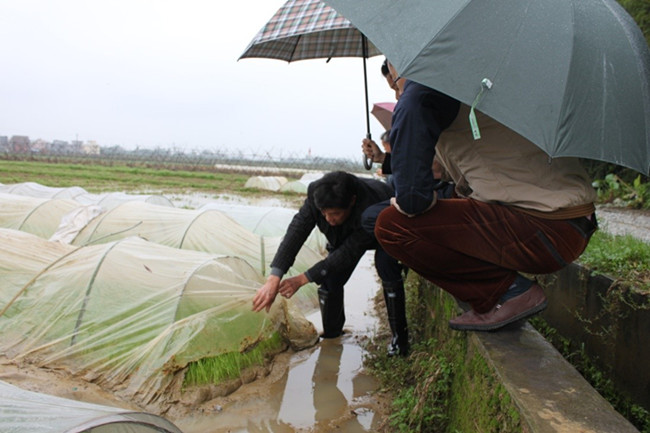 广东惠州:春分过后雨肆虐 科学护苗保生产