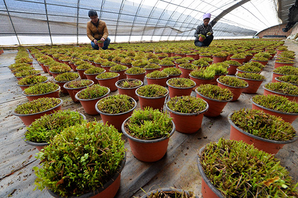 甘肃:科技支撑成精准扶贫“助推器”