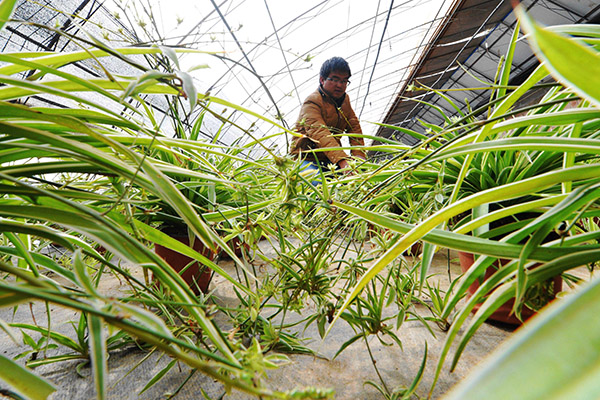 3月23日,在甘肃省渭源县路园镇胜利村,科技特派员陆则权在查看大棚花卉育种情况。