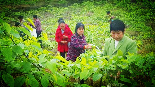 四川泸州:小桑葚成大产业 村民致富增收