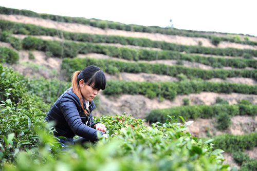 3��29�գ��ɲ蹤���ں������صĲ�԰���ժ���衣