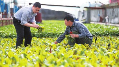 ������+Ϊ�½���³ľ���԰���������߲ˡ����ϳ��