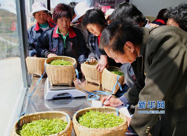 331գسüϪҵƲ賵䣬ũڳصյĲɲ