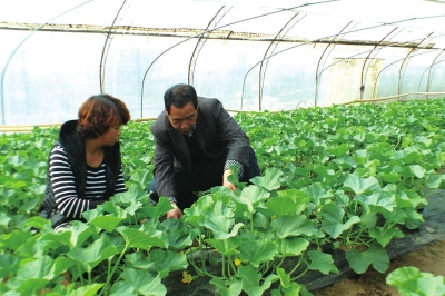 ����ʡ�����и����߲˴����ũ�񡰾۱��衱