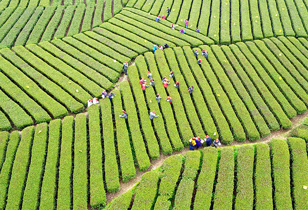 湖北省宣恩县:茶园奏鸣曲