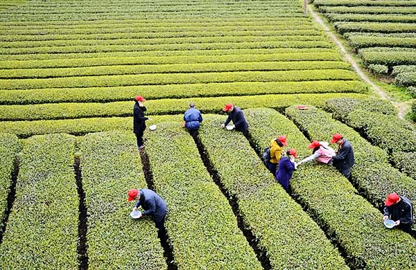 3月31日,人们在湖北省宣恩县椒园镇石马村采摘“伍家台贡茶”(航拍照片)。