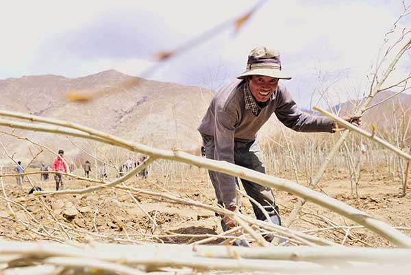 南木林县村民在对准备进行育苗的苗木砍去多余的枝桠,农闲时候他来这里工作一天能挣80元,农忙时一天能有120元的收入(3月31日摄)。