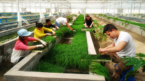 新疆兵团第一师十四团“首茬”水培韭菜成熟上市