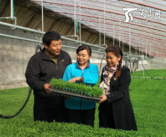 新疆博湖县“1+1+1”集体经济模式育出百姓增收苗