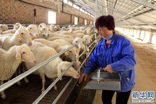 �����ڻƣ����Ϸ��� ��������