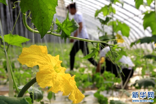 �ں���ʡ�ڻ���������100���߹��ũҵ��ҵ԰�������ڹ���˿��