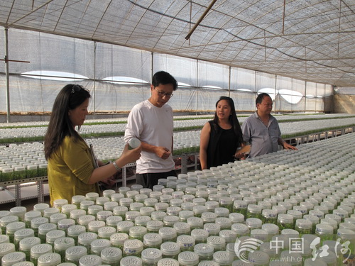 云南泸西白芨产业发展初见成效