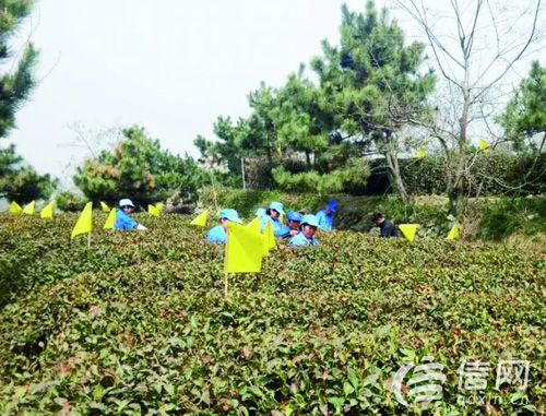 山东青岛:崂山大田茶开始全面采摘 春茶最贵8600元一斤