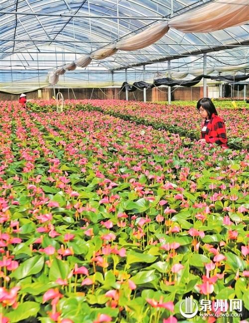 Ȫݻܲҵִũҵչ ֵ51Ԫ