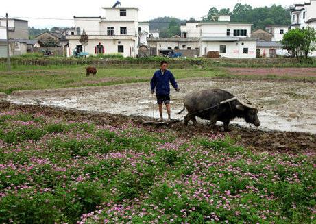 ǲũֲˮĶˮϻǲôͳĺ컨ݣߣɫסӦ󣬴ڼũڻ