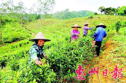 广东惠州果园改成茶园 走出致富新路