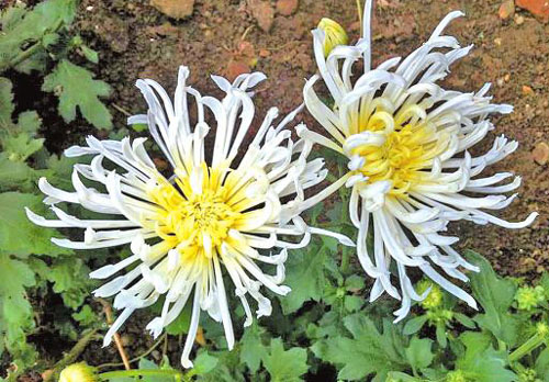 ֦ͷ˪Ӣ㡪ִũҵĿʳþջ