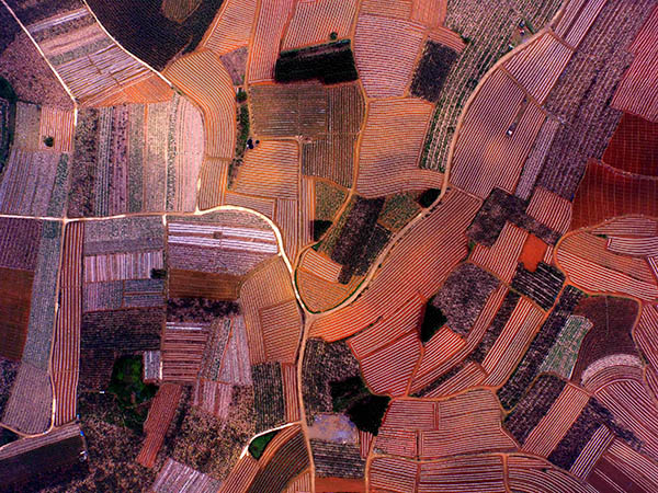 ̳㽶԰43㣩̳ǹ㽶֮磬Ŀǰ㽶ֲ20Ķ