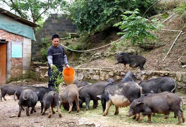 �������ݣ�������ɽ�ϵ�Ұ��