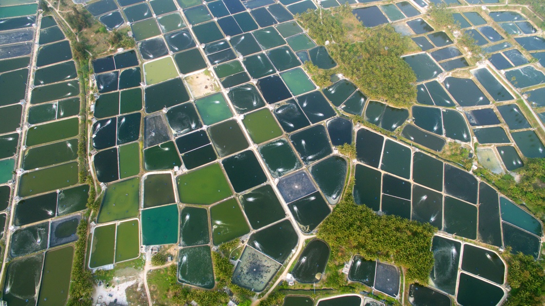 �������������������뻭��