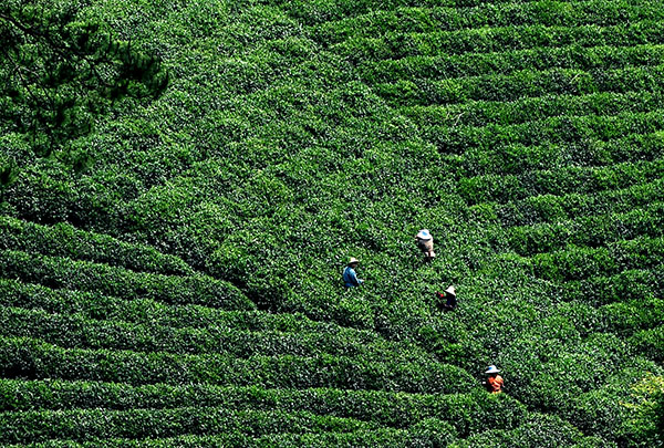 4��28�գ���ũ�������Л��Ӹ����һ����԰�ڲ�ժ��Ҷ��