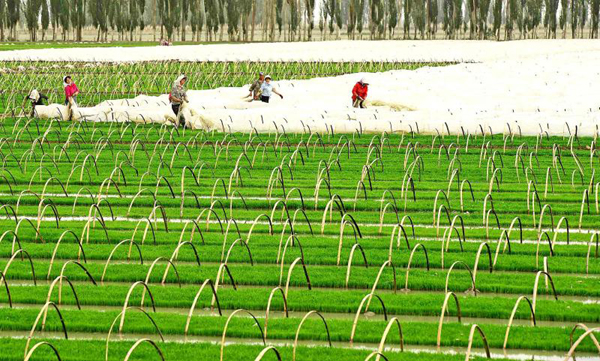 н®°¢À¶û¿ÑÇø15ÍòĶˮµ¾È«ÃæÕ¹¿ª²åÑí