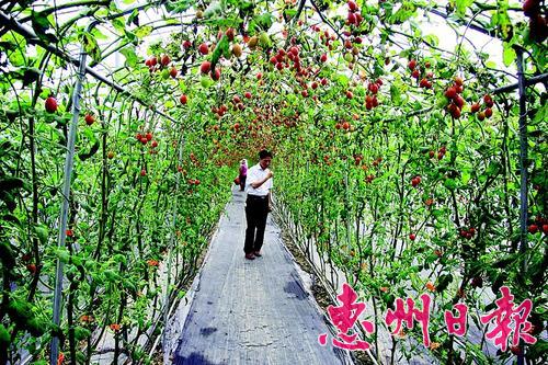 广东惠州博罗长宁松树岗村引进空中田园生机立体农业实现良好经济效益