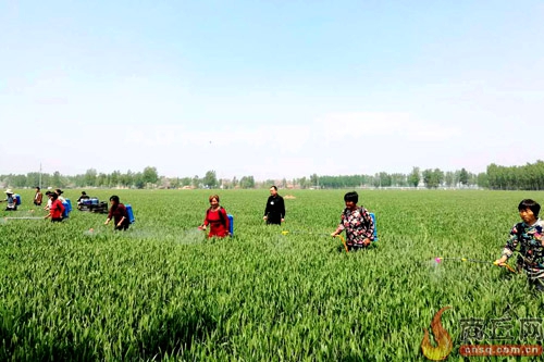 睢县胡堂乡刘楼村女子“一喷三防”工作服务队对该村困难群众的麦田集中喷防,确保小麦“一喷三防”全覆盖。