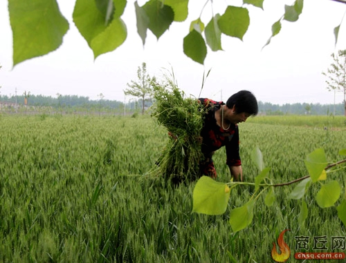 柘城县一位村民正在麦田清除杂草。目前小麦生产进入关键阶段,该县加大对麦田的技术投入和管理力度,为夺取小麦丰收打下基础。