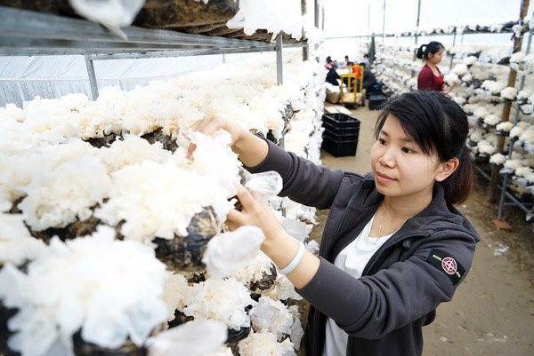 广西融水:食用菌产业助民富