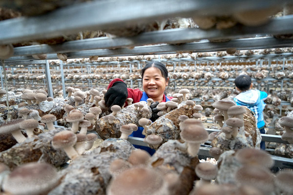 4月30日,村民在融水苗族自治县广西禾美农业公司种植基地的大棚内采收香菇。