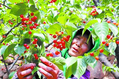 山东青岛崂山北宅樱桃3成“脸”红 采摘季延续到5月底