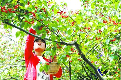 山东青岛崂山北宅樱桃3成“脸”红 采摘季延续到5月底