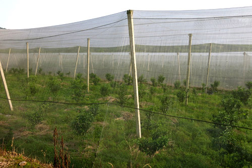 ������ƽ���籱Ϫ��������ֲɰ�ǽ�