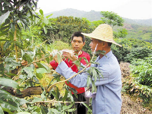 广西邕宁区南弼村:科技扶贫让“老产业”焕发新生机