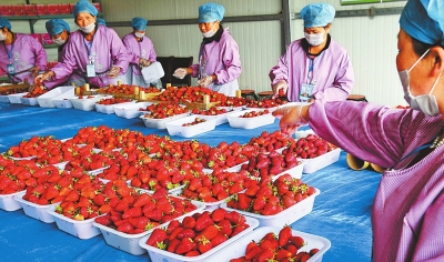 河南孟津县:草莓种出大文章