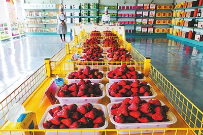 销售、品尝区的优质草莓琳琅满目。