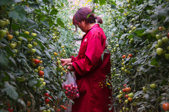 ͼΪСչ԰ũԼֲչڲժ