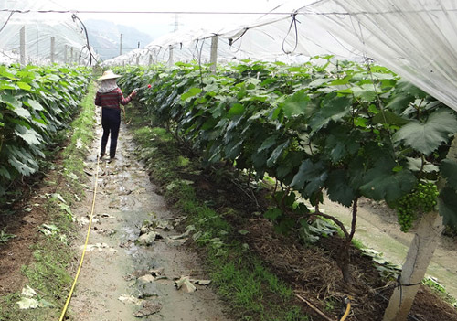 ��ũ��Ϊ���Ѵ�ҩ