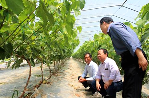 河南夏邑:果穗缀满枝条 葡萄丰收在望