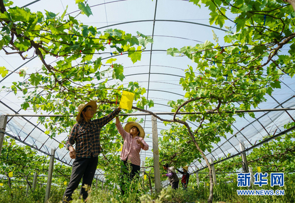 江苏仪征市枣林湾:现代农业助力农民致富