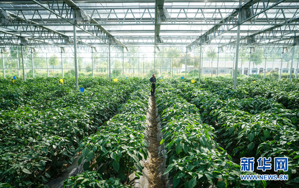 5月12日,江苏仪征枣林湾生态园蔬菜种植基地,农民在给苏椒喷洒防虫农药。