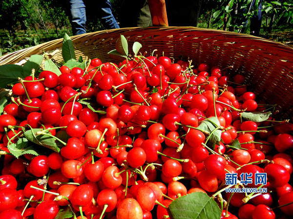515գ°شŽӴժµĺӣҡ