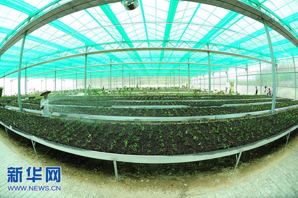 515գԱйҩ԰ҩĻ硣