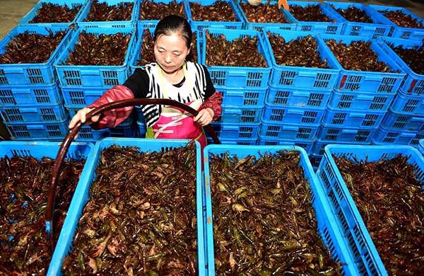 5月16日,二郎口镇曹埠村农民在给等待装运的小龙虾浇水。