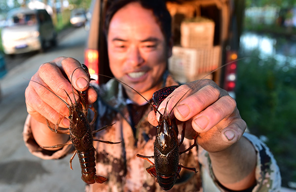 5月16日,二郎口镇曹埠村农民在展示从稻田里收获的小龙虾。