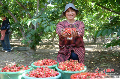河北望都:“旅游+樱桃”铺就农民致富路