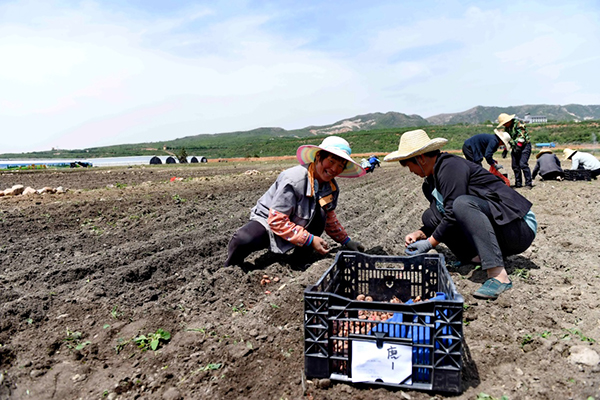 5��13�գ�ɳ���к�ʯ������ũҵ԰��Ա���������ֲ���ܡ�