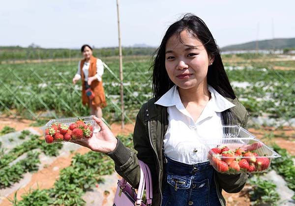 5��13�գ��ο���ɳ���к�ʯ������ũҵ԰��չʾ�ղ�ժ�Ĳ�ݮ��