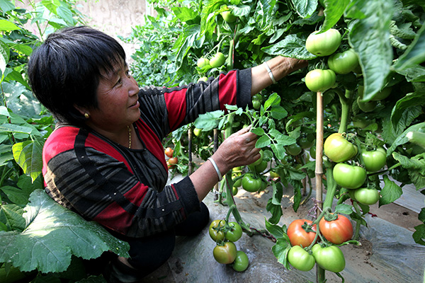 5��16�գ��ӱ�ʡ��ԭ�ؾ�������һ��ũ��רҵ������Ĳ�ũţ������������������æµ��